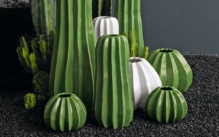 Trend-Asa-Selection-Kakteen_Hauptbild