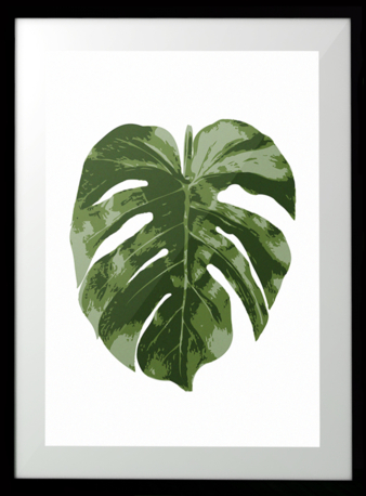 Philodendron